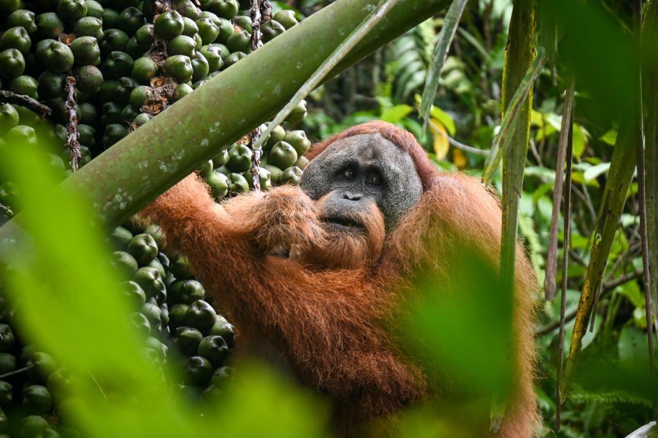 Sumatra Expedition Lodge Bukit Lawang Εξωτερικό φωτογραφία