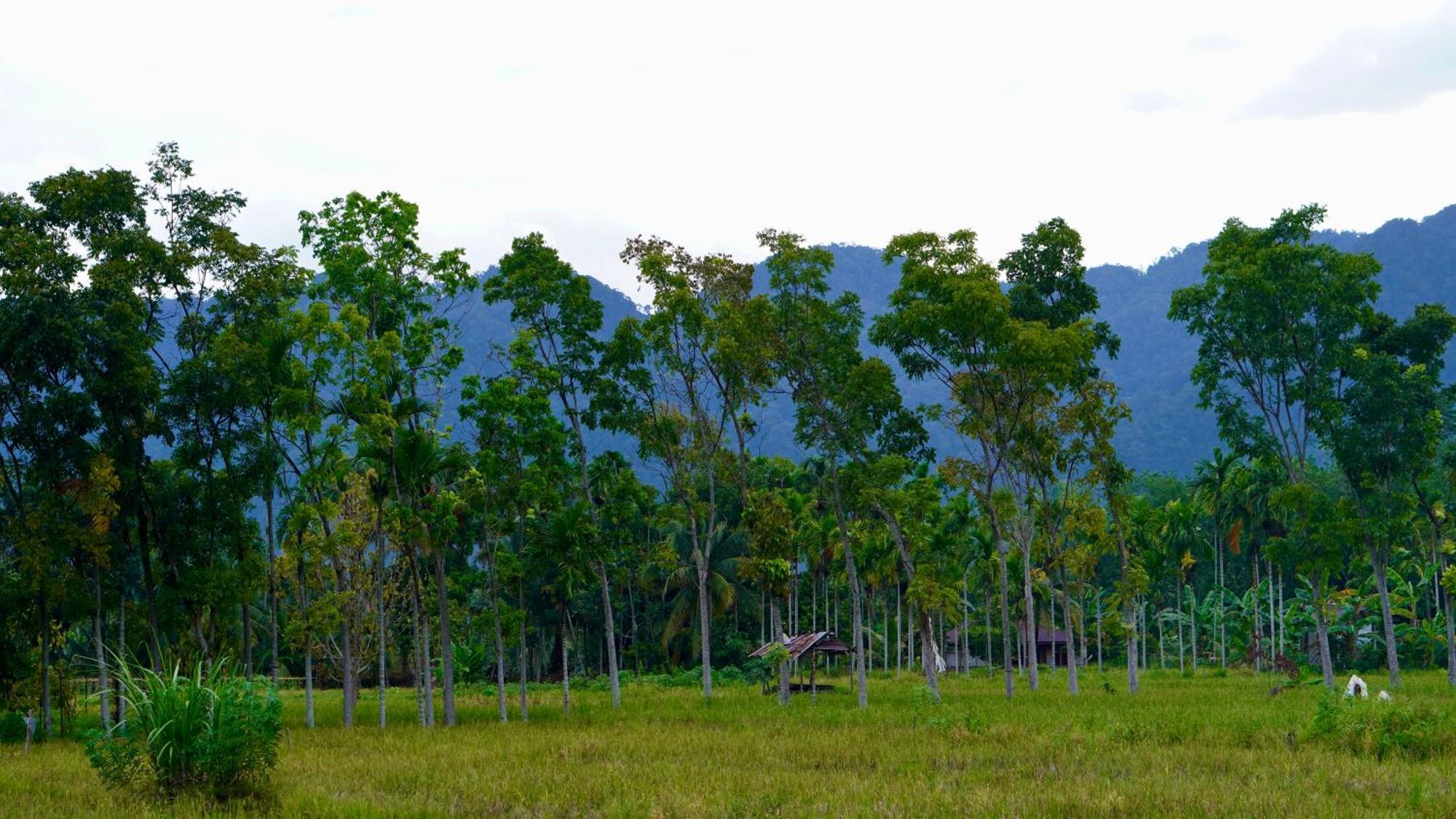 Sumatra Expedition Lodge Bukit Lawang Εξωτερικό φωτογραφία