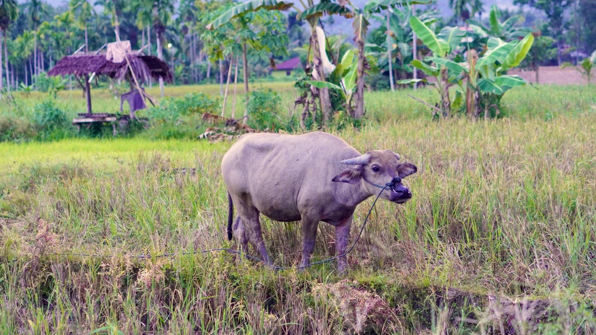 Sumatra Expedition Lodge Bukit Lawang Εξωτερικό φωτογραφία